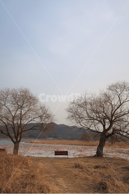 겨울,풍경,여행,두물머리,양수리,겨울,계절,winter,season,자연,풍경,nature,landscape,한국자연풍경,한국자연경관,korea nature landscape,plant,식물,tree,나무,tree trunk,나무 줄기