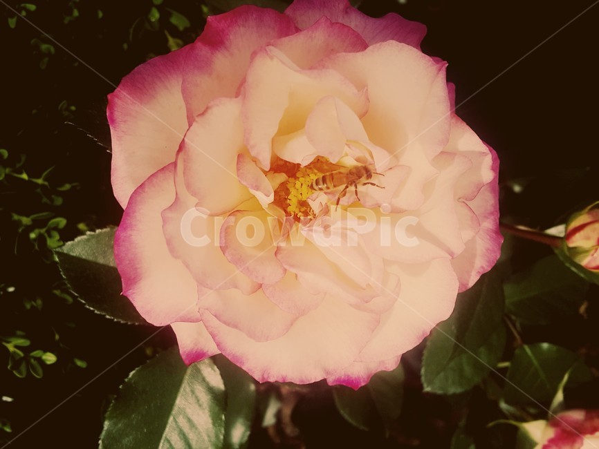 봄,장미,벌,배경,꽃,자연,힐링,rose,bee,flower,감성사진