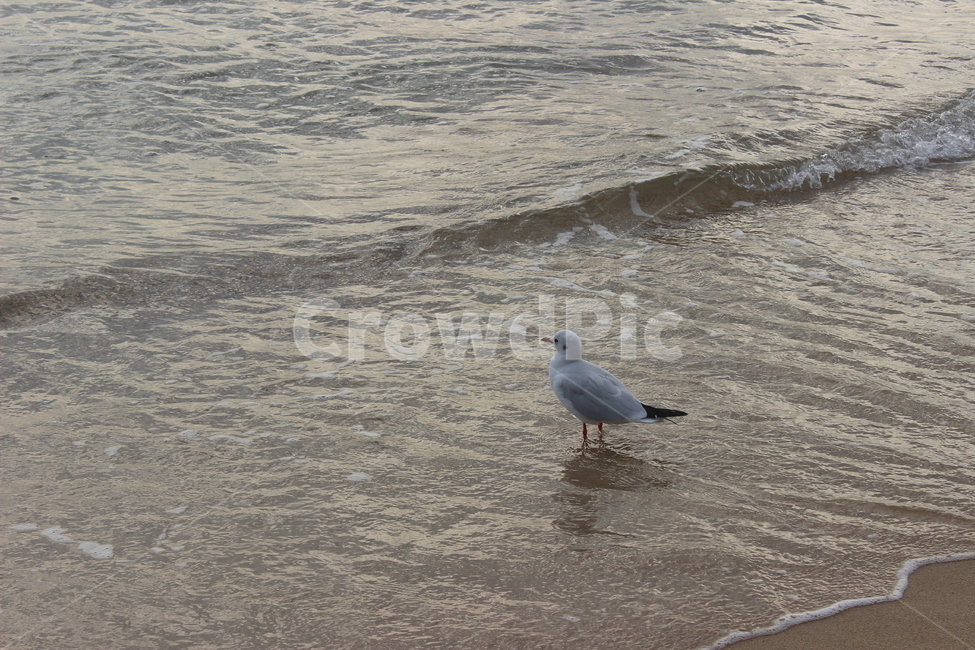 바다,새,bird,alone,gull,sea,beach,nature,기러기,갈매기,wave,혼자,외로움,해질녘,오후