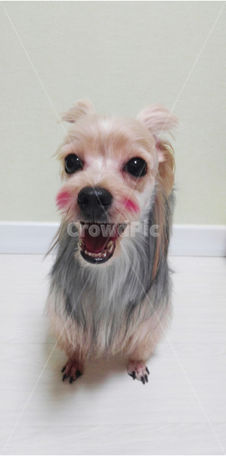 동물,강아지,개,포유류,애견,요크셔테리어,동물,animal,포유류,mammal,개,강아지,dog,doggy