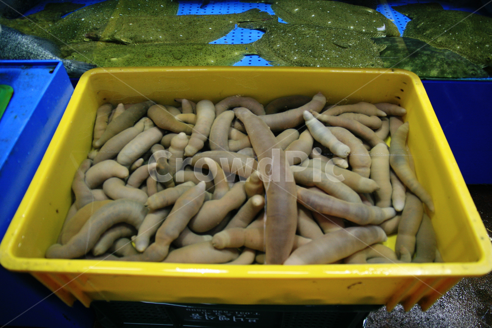 개불,해산물,수산물,수산시장,음식,시장,마트,마켓,market,mart,market place,음식,식재료,요리,food,cook,meal,dishes,food reserves,수산물,해산물,fishery products,seafood