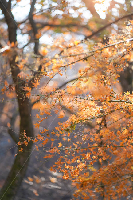 단풍,maple,잎,tree,leaf,가을,계절,fall,autumn,season,식물,자연,plants,nature