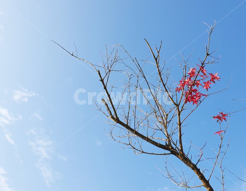 나뭇가지,나무가지,하늘,파란하늘,단풍,풍경,자연,nature,branch,maple,mapleleaves,autumn,sky,blue,scenery,leaf,leaves,가을