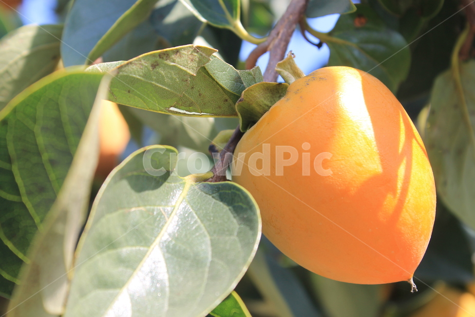 감,p​ersimmon,가을,autumn,fall,과일,fruit,과일,열매,fruit
