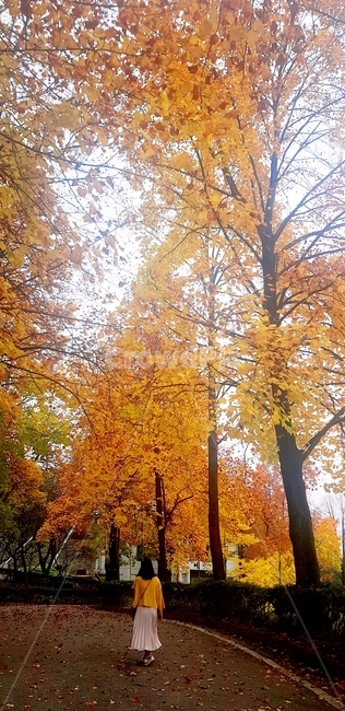 tree,나무,plant,식물,person,사람,human,인간,단풍,단풍구경,단풍나무,뒷모습,가을,가을,계절,fall,autumn,season,식물,자연,plants,nature,나무,trees,wood