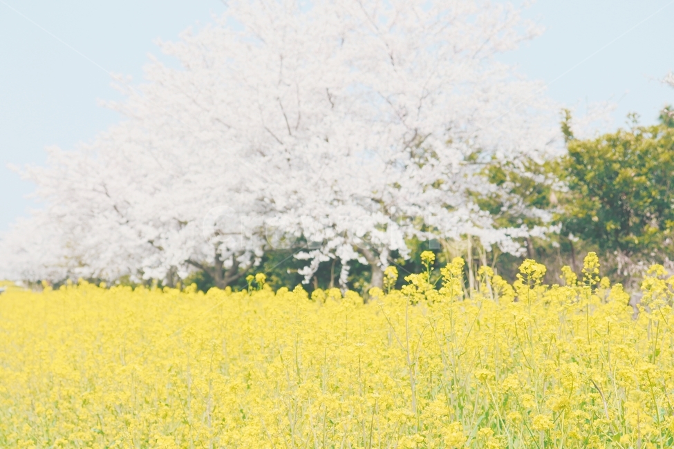 유채꽃,벚꽃,꽃,플라워,하늘,봄,계절,spring,season,자연,풍경,nature,landscape,field,들