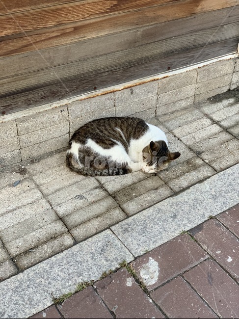고양이,낮잠,동물,길고양이,휴식