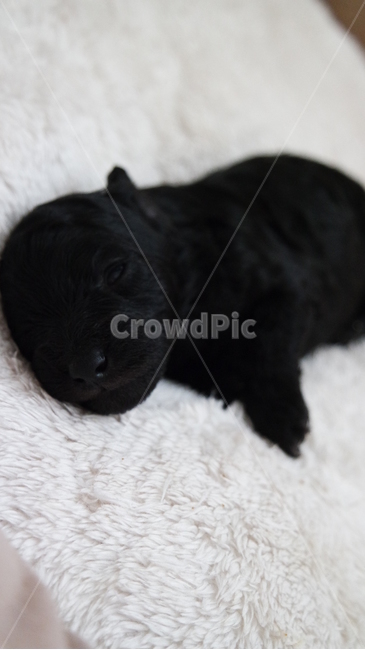 강아지,푸들,아기,검정강아지,생후20일,편안함,애교,동물,animal,포유류,mammal,개,강아지,dog,doggy