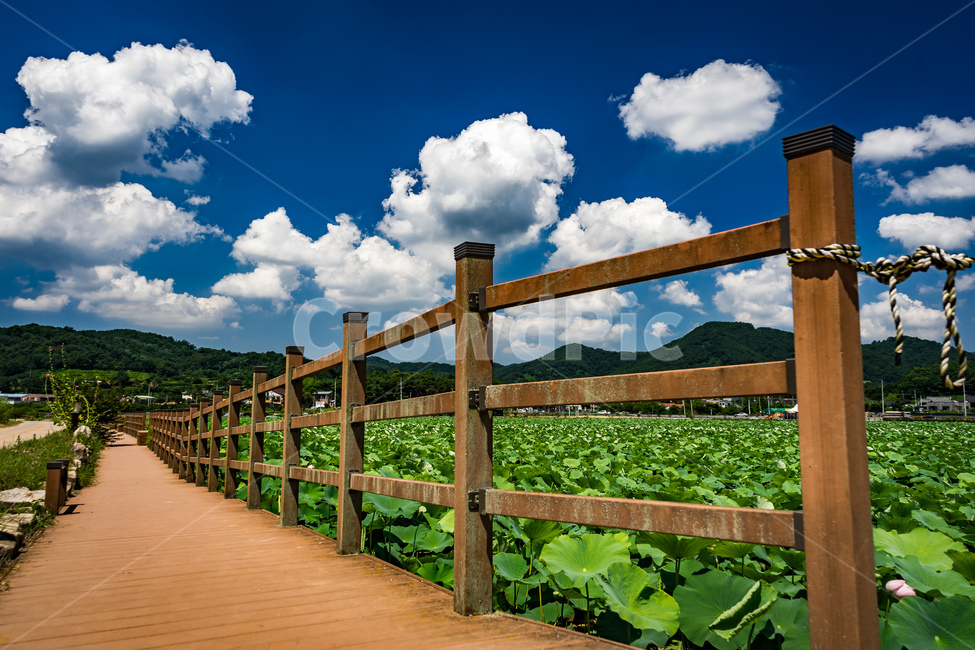 청도,연꽃,하늘,구름,풍경,나무,나무울타리,산책로,울타리,풀,꽃,산,식물,시골,관광지,여름,flowers,sky,cloud,view,plants,summer,beautiful,mountain,wood,tree,walk,fence,자연,풍경,nature,landscape,boardwalk,building,건물,bridge,다리