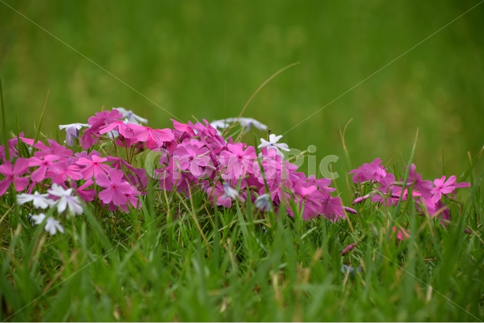 꽃잔디,잔디꽃,패랭이꽃,봄꽃,봄,식물,자연,plants,nature,꽃,flower