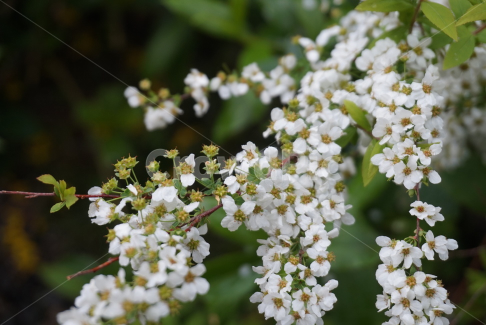 꽃,봄,분위기,감성,초접근,식물,자연,plants,nature,꽃,flower