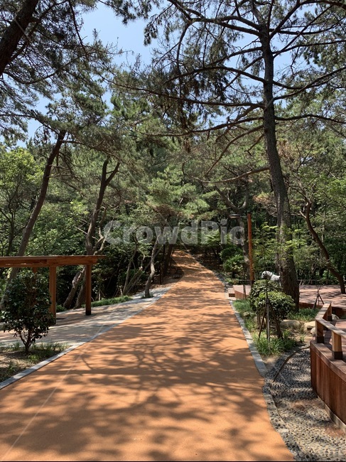 숲길,그림자,숲속길,숲속,나무들