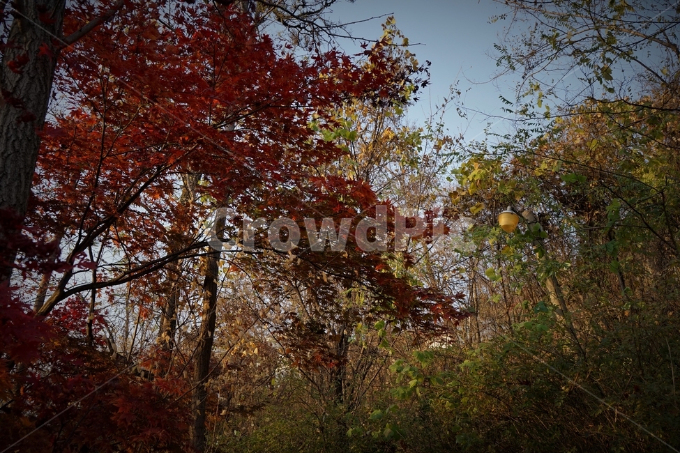 단풍,가을,자연,빨강,낙엽,단풍나무,화려함,가을풍경,autumn,fall,autumnleaves,plant,nature,계절,나무,븕은색,maple,red,season,colorful,느낌,감성,trees,branches,울긋불긋,자연fall,가을,계절,fall,autumn,season,식물,자연,plants,nature,나무,trees,wood,leaf,잎,tree