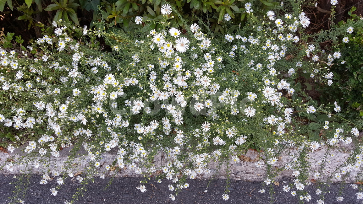 꽃,들,화초,사물,정물,식물,자연,plants,nature,꽃,flower