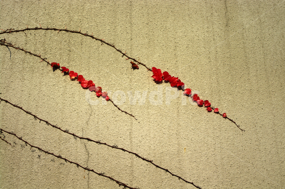 autumn,가을,단풍,식물,담벼락,넝쿨,가을,계절,fall,autumn,season