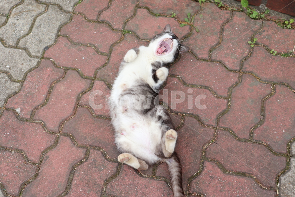 cat,고양이,동물,animal,길냥이,pet,하품,개냥이,동물,animal,포유류,mammal,고양이,cat,kitten,kitty