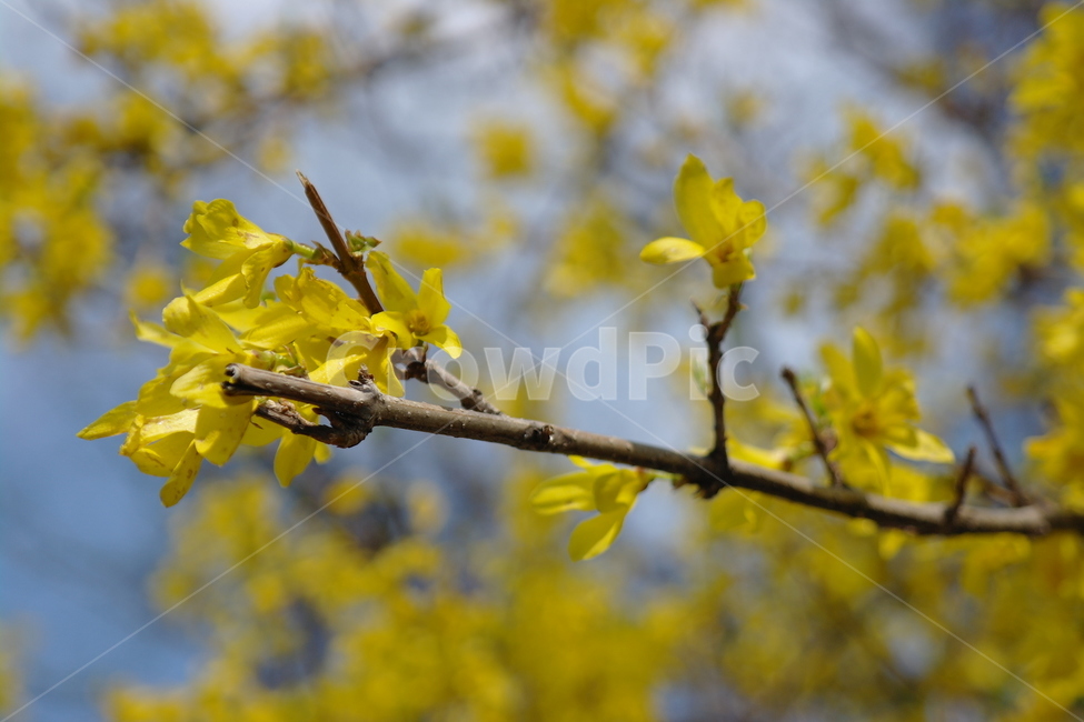 개나리,봄,꽃,자연,spring