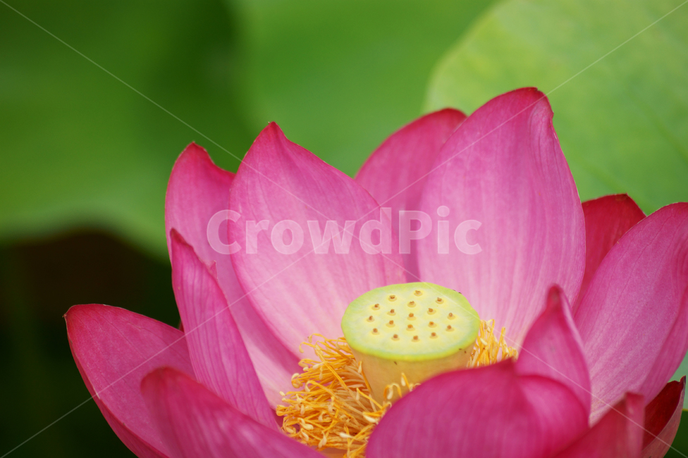 연꽃,식물,핑크,여름,꽃잎,lotus,plant,배경,잎,스냅,풍경배경,꽃배경,식물,자연,plants,nature,꽃,flower