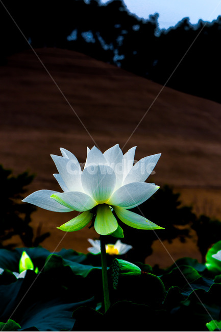 연꽃,연잎,문양,무늬,자연,습지,식물,자연,plants,nature,꽃,flower