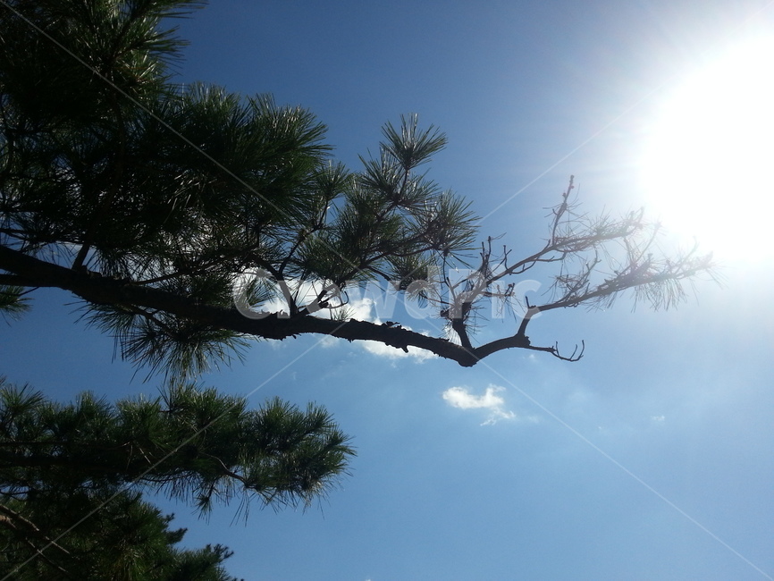 tree,나무,plant,식물,flare,플레어,light,빛