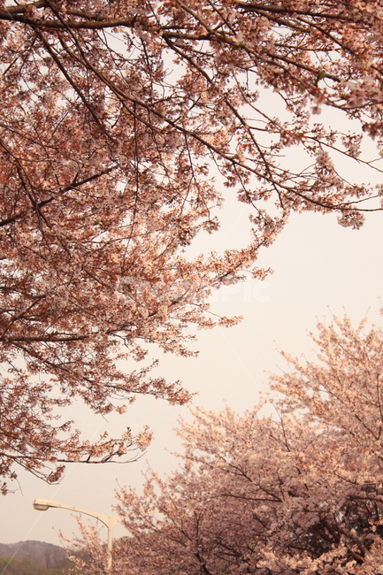 벚꽃,꽃,봄,나무,가지,나뭇가지,봉우리,꽃잎,개화,식물,cherryblossom,blossom,식물,자연,plants,nature,꽃,flower