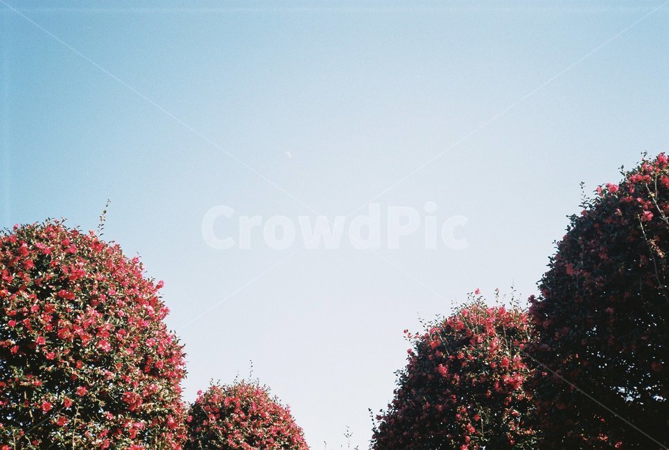 동백,겨울,제주,풍경,꽃,나무,정원,자연,풍경,nature,landscape,제주도,jeju,jeju island,tree,plant,식물
