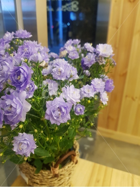 꽃,풀,보라색,보라색꽃,화분,생화,인테리어,소품