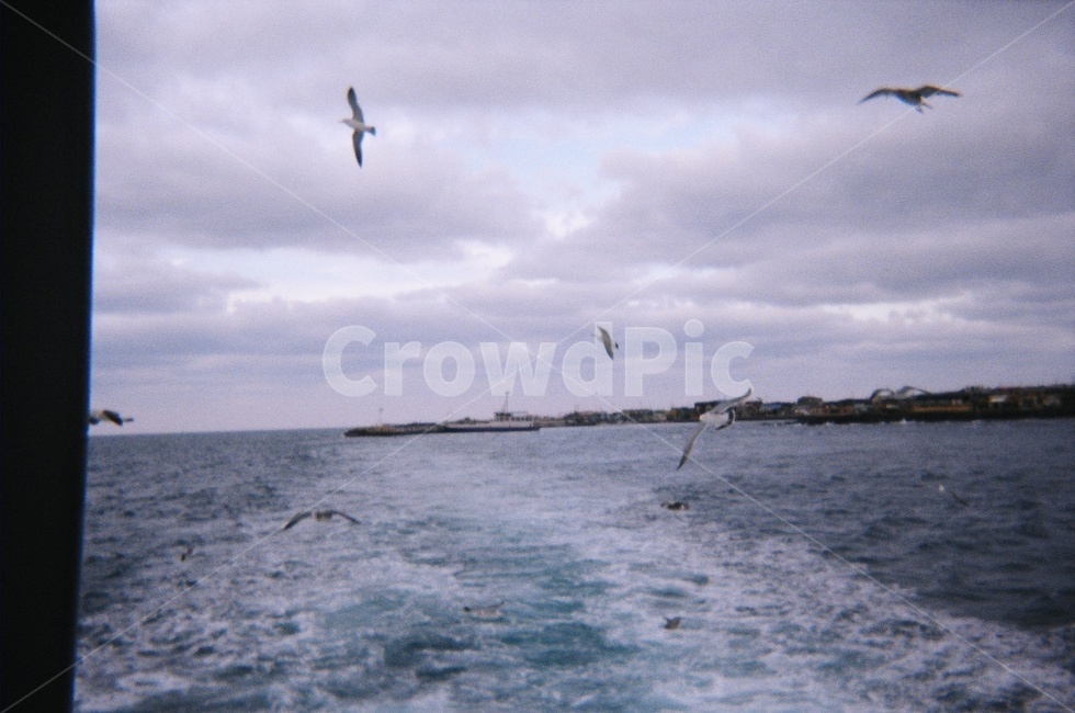animal,동물,bird,새,flying,나는,갈매기,바다,우도,섬,필름,필름카메라