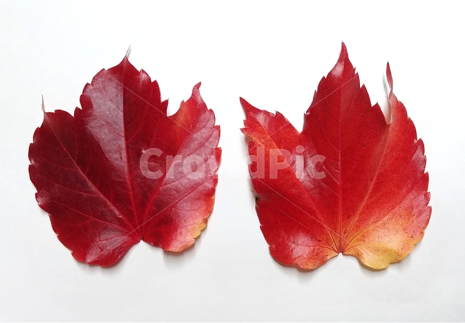 단풍잎,가을,빨강,식물,낙엽,나뭇잎,leaf,fall,autumn