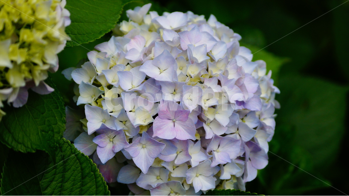 수국,산수국,꽃,꽃사진,태종대,식물,식물,자연,plants,nature,꽃,flower