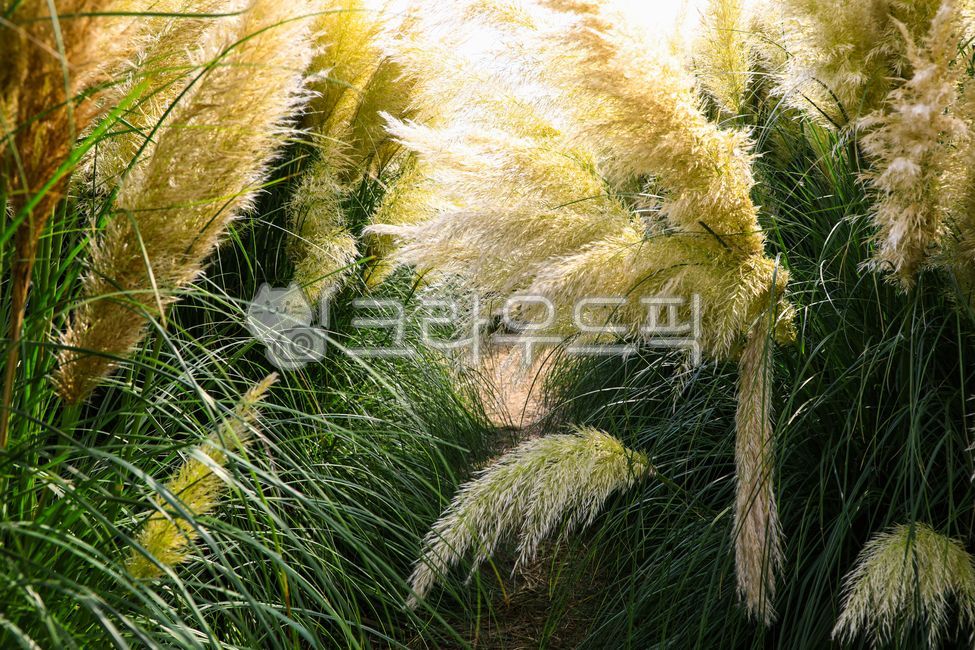 팜파스그라스,팜파스,갈대,갈색,pampasgrass,pampas,brown