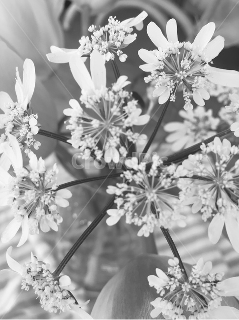 plant,식물,blossom,꽃,flower