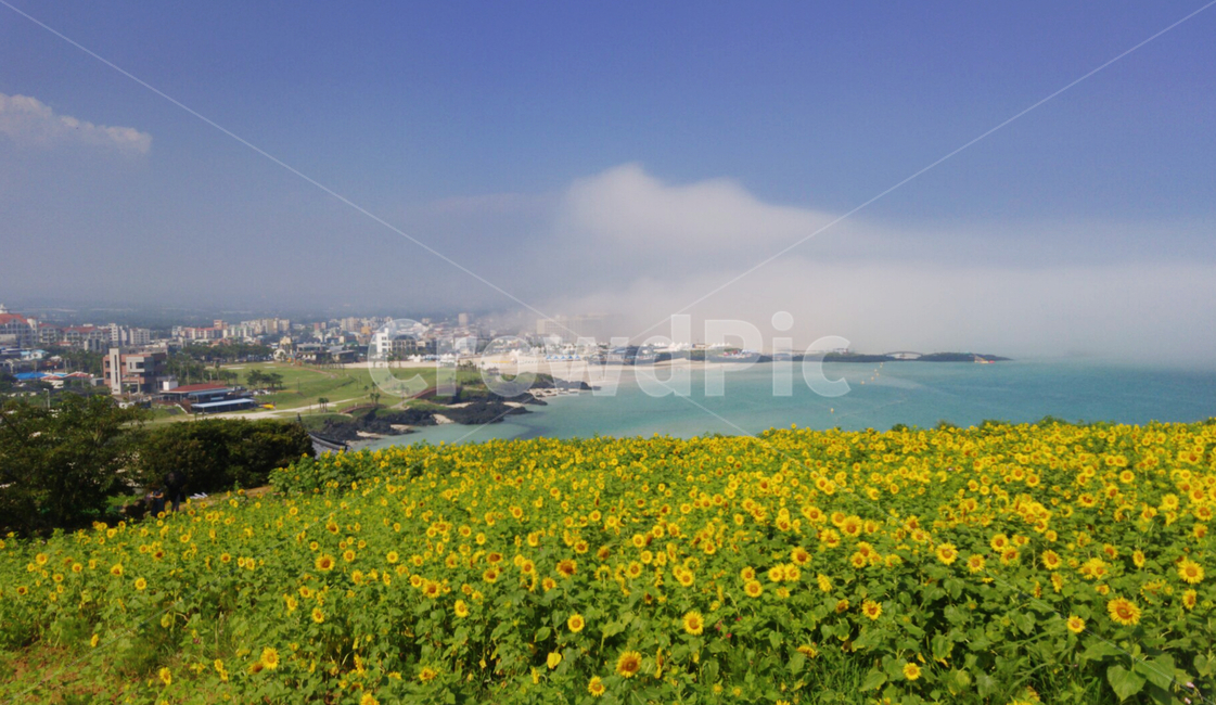 해바라기,바다,서우봉해변,함덕해수욕장,자연,구름,풍경,제주도바다,한국자연풍경,애메랄드빛바다,nature,landscape,jeju,jejuisland,자연,풍경,nature,landscape,outdoors,옥외,field,들,grassland,목초지