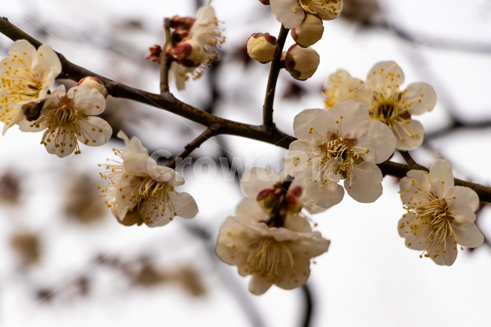 매화,매화꽃,매실꽃,백매화,흰매화,봄,계절,spring,season,식물,자연,plants,nature,꽃,flower,plant,insect,곤충,invertebrate,무척추 동물,bee,벌,animal,동물,honey bee,꿀벌
