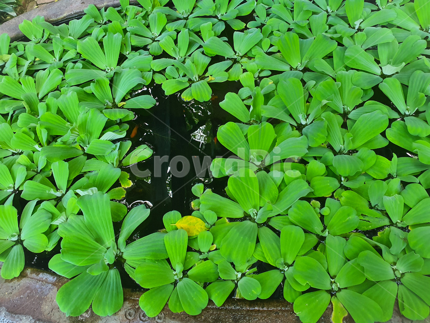 물배추,plant,식물,leaf,잎,수생식물,식물,자연,plants,nature