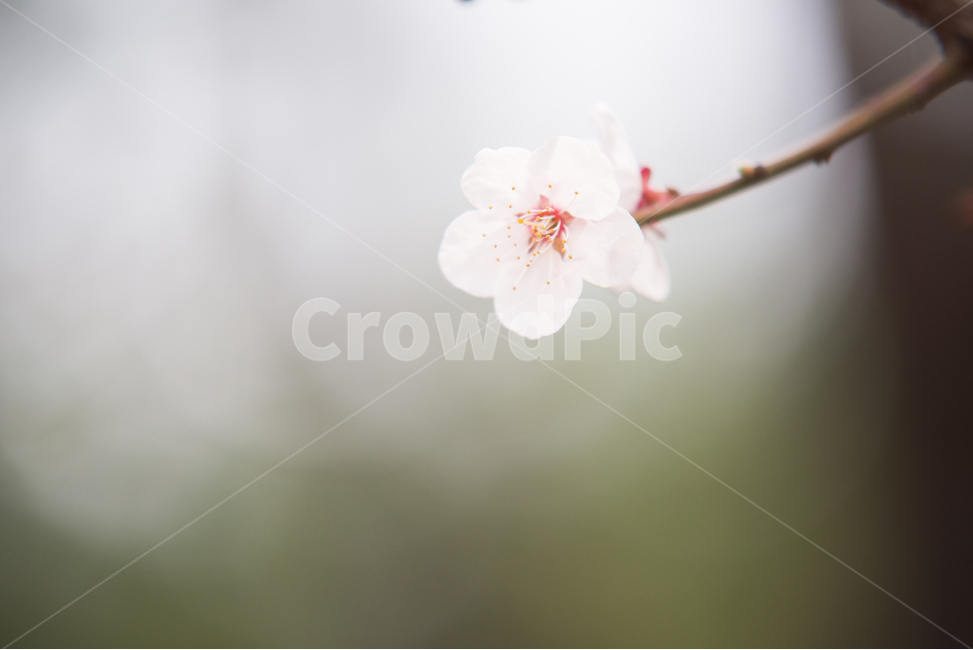 벚꽃,나무,분홍,꽃,봄,봄,계절,spring,season,식물,자연,plants,nature,꽃,flower,감성,sensible,feeling,plant