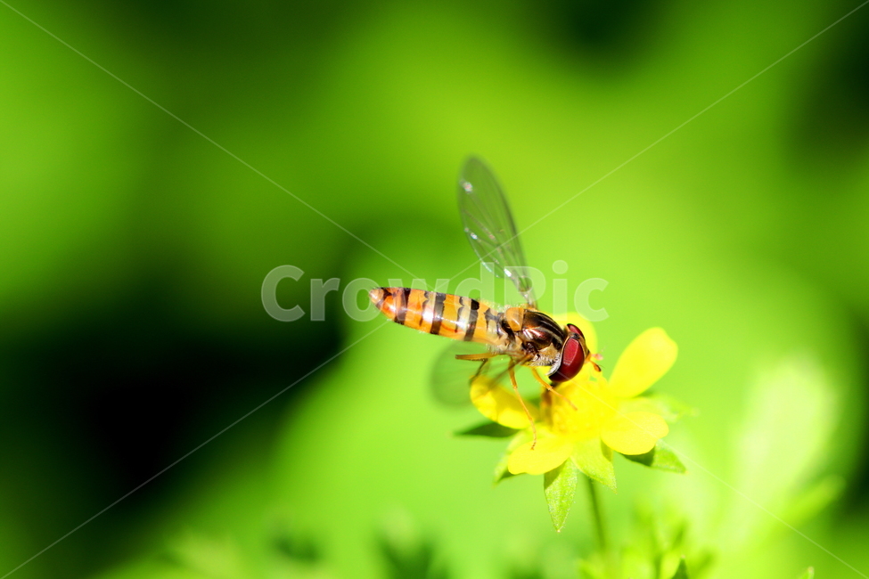 식물,꽃,야생화,동물,곤충,들꽃,식물,자연,plants,nature,꽃,flower,동물,animal,곤충,벌레,insect,bug