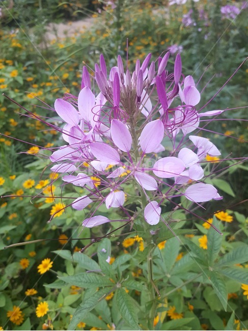 꽃,아름다운,색감,flower,beautiful