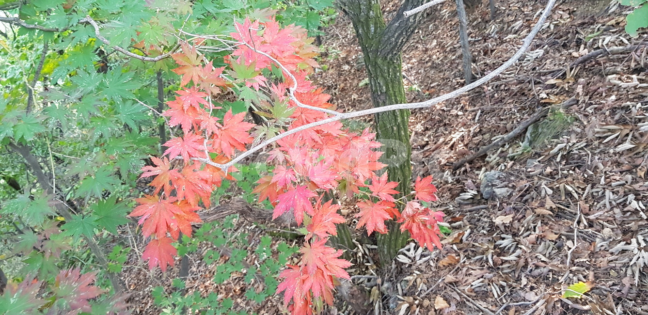 leaf,잎,plant,식물,tree,나무,maple,단풍,가을,산