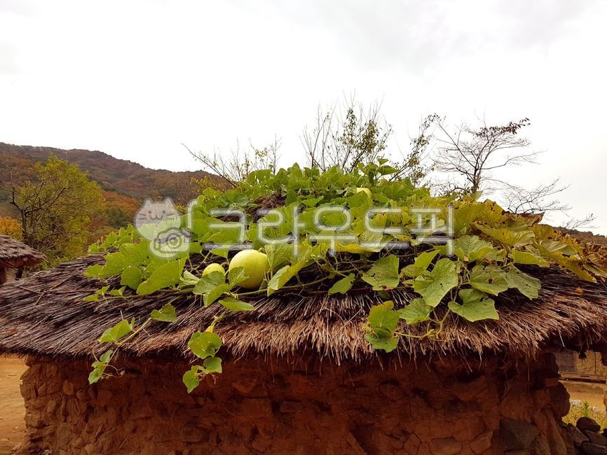 Gourd,Thatched roof gourd,thatched roof,thatched house,plant