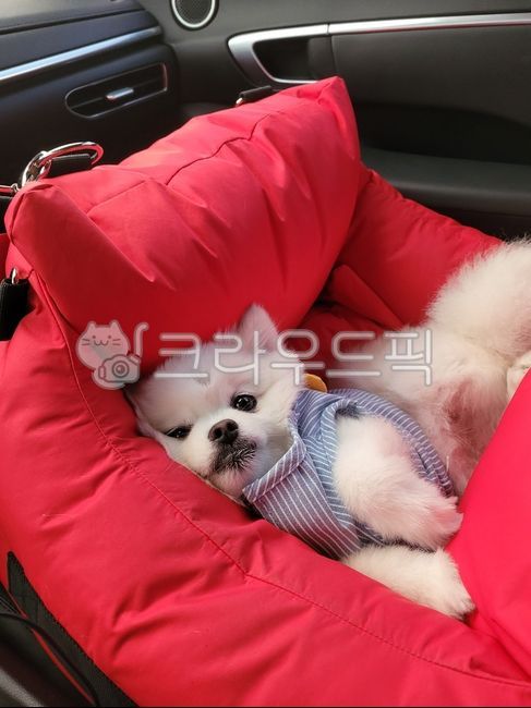 강아지,dog,애완동물,귀찮음,개,동물,pet,puppy