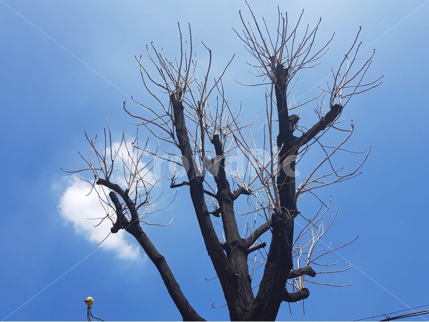 tree,plant,나무줄기,treetrunk,하늘