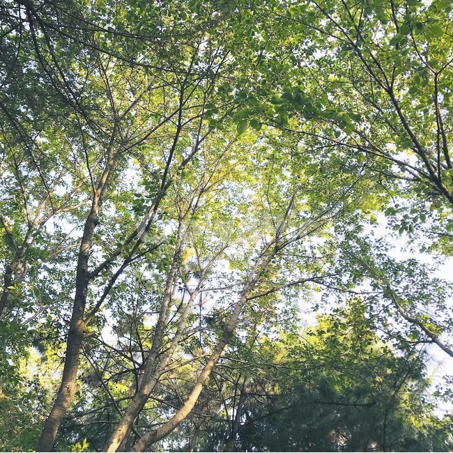 plant,식물,tree,나무,나무줄기