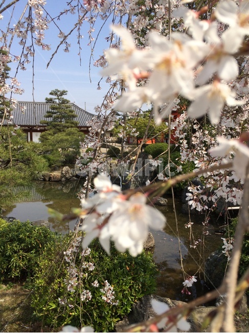 벚꽃,사쿠라,桜,sakura,일본,봄