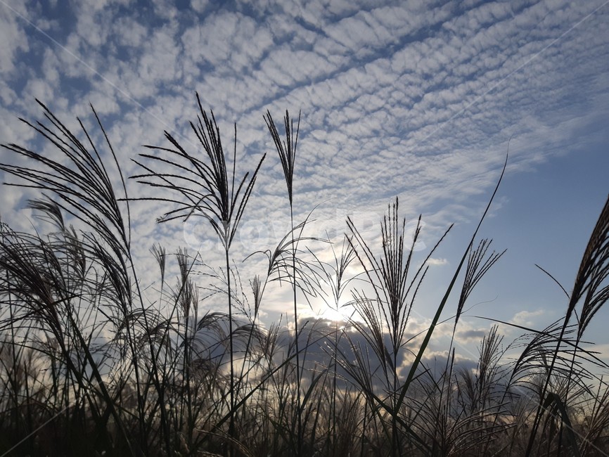 가을,가을하늘,하늘,억색풀,하늘공원,태양,풍경,plant,식물,갈대,reed,가을,계절,fall,autumn,season,grass,잔디,lawn