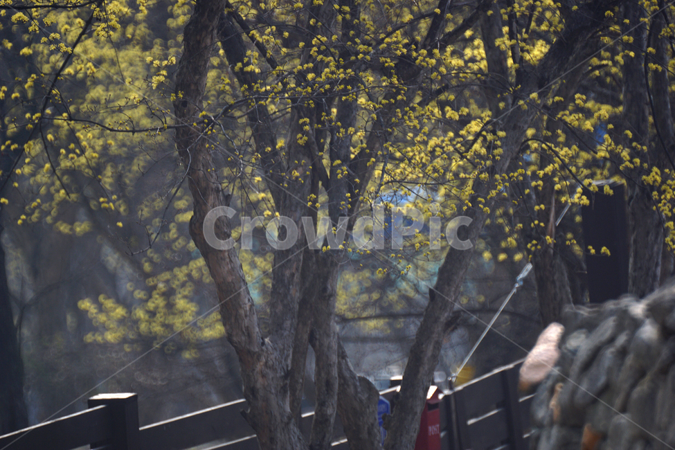 산슈유,봄,노랑,축제,감성,봄,계절,spring,season,식물,자연,plants,nature,꽃,flower,tree,나무,plant,tree trunk,나무 줄기