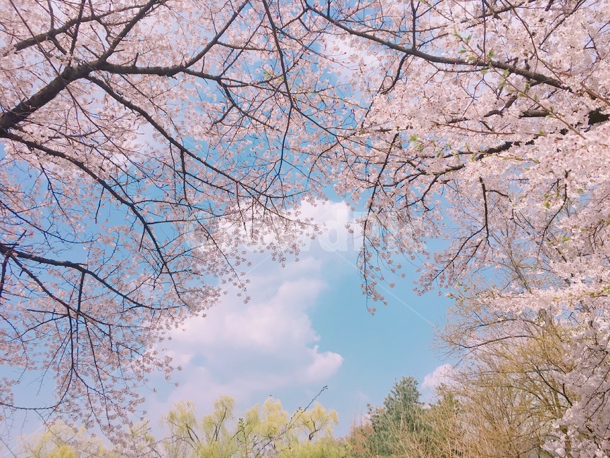 봄,벚꽃,벚꽃나무,꽃,화창,봄철,봄날,봄꽃