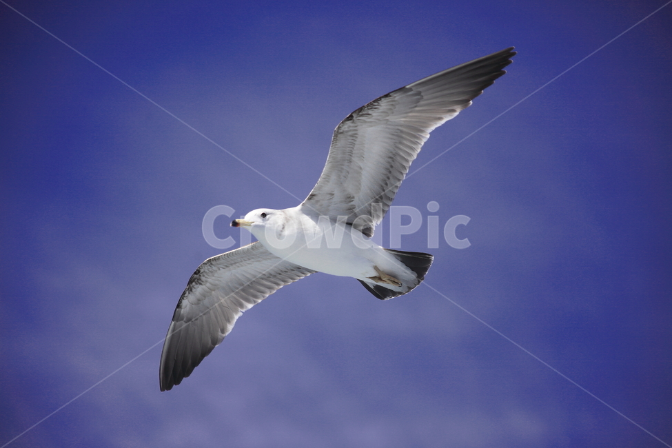 갈매기,바다새,대형조류,commongull,mewgull,laruscrassirostris,괭이갈매기,동물,animal,조류,새,birds
