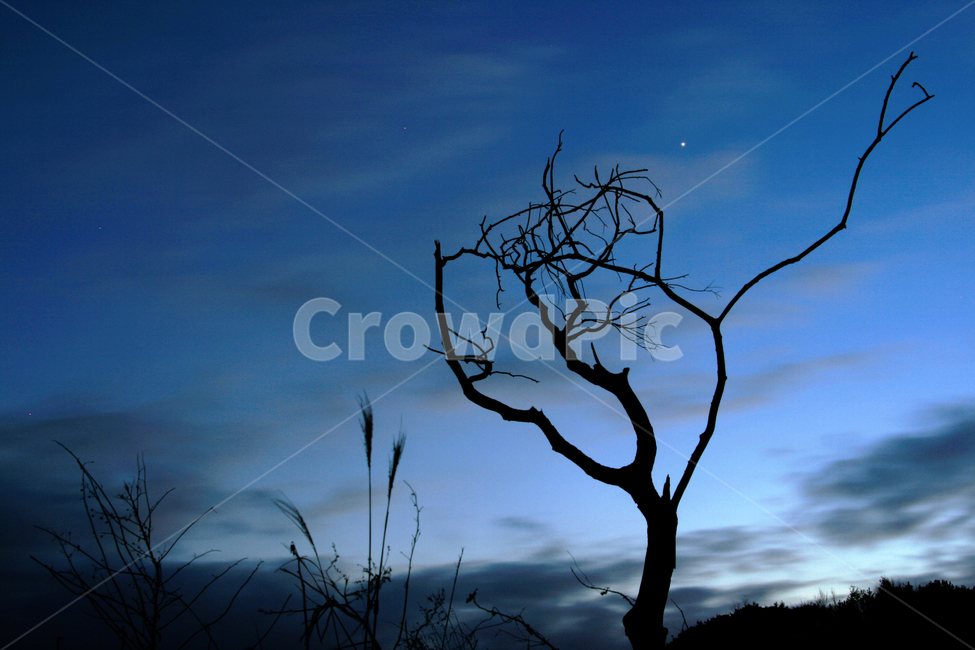 nature,자연,실루엣,silhouette,나무,별,고독,저녁,겨울,고요한,쓸쓸한,나무,trees,wood,실루엣,그림자,silhouette,shadow