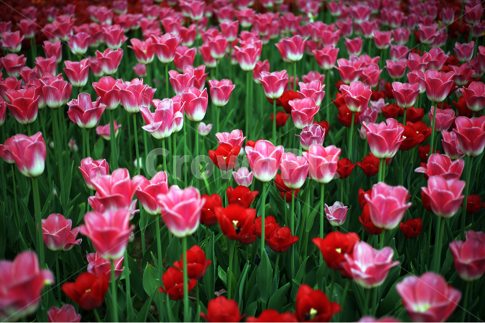 튤립,튜울립,추립,추맆,다년생초본,꽃,화초,flower,식물,관상용,gesner’stulip,식물,자연,plants,nature,꽃,flower